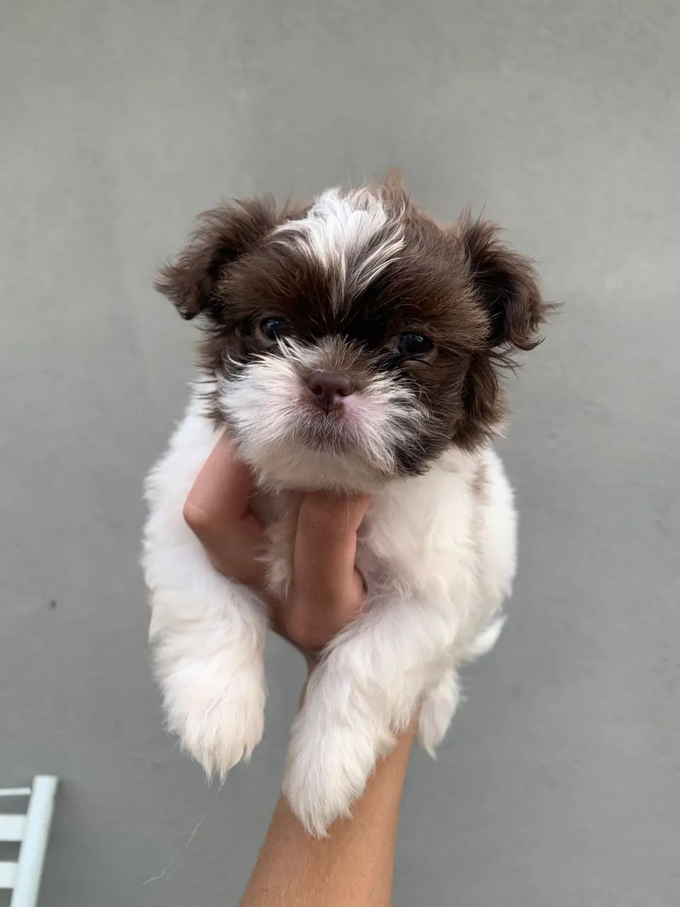 Shih tzu