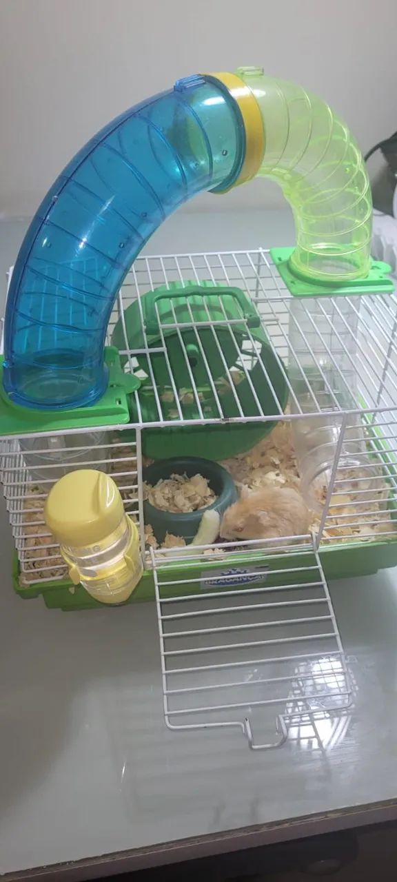 Hamster-chinês65573855916289122