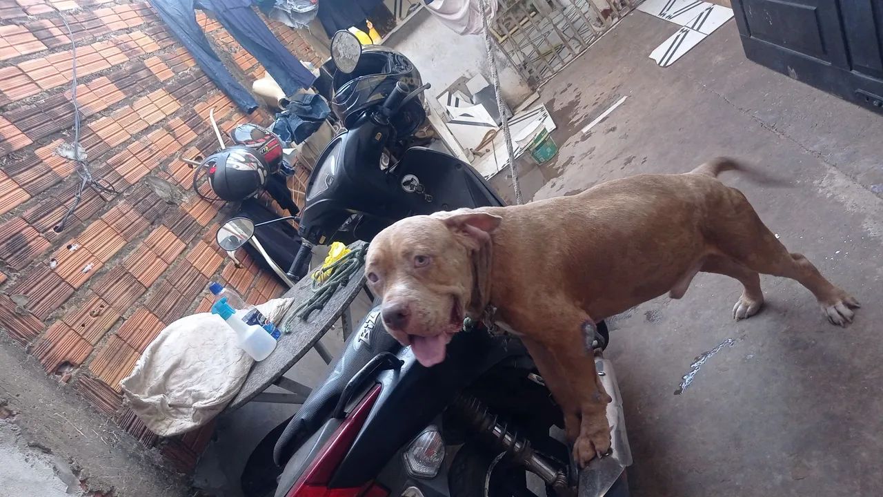 Vendo Pitbull Monsters,por motivos