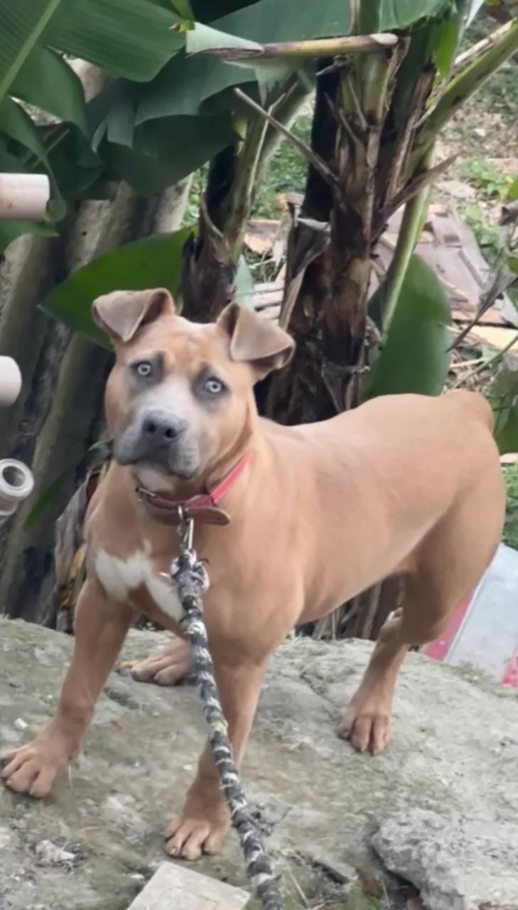 Pit bull fêmea com 6 meses