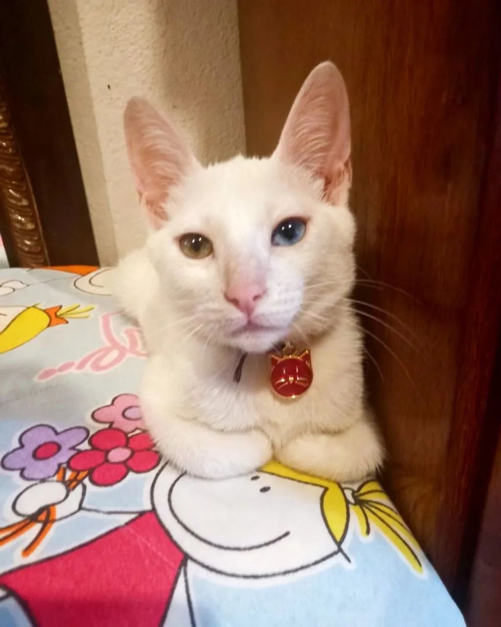 Gata - Foto 2