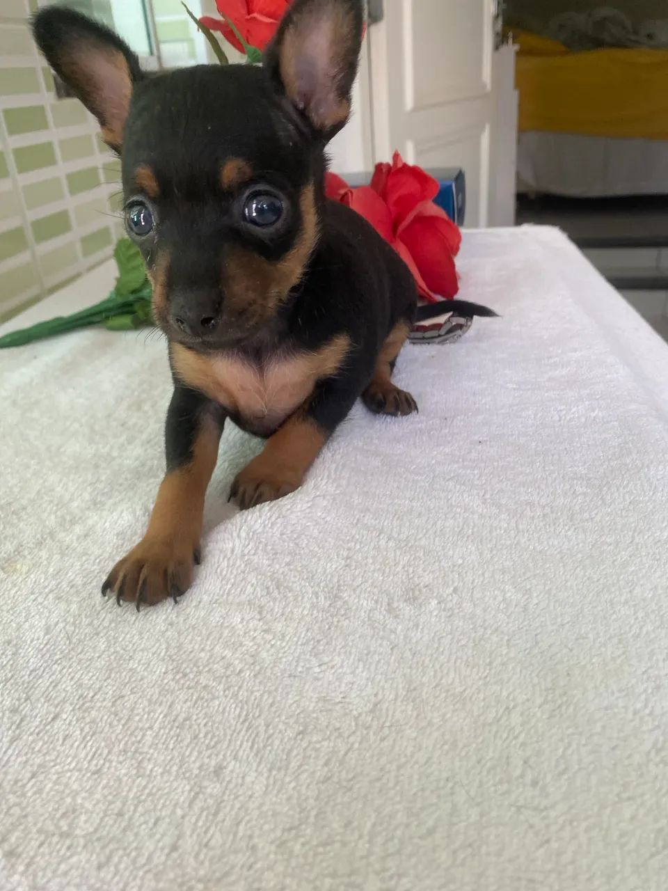Pinscher  - Foto 2