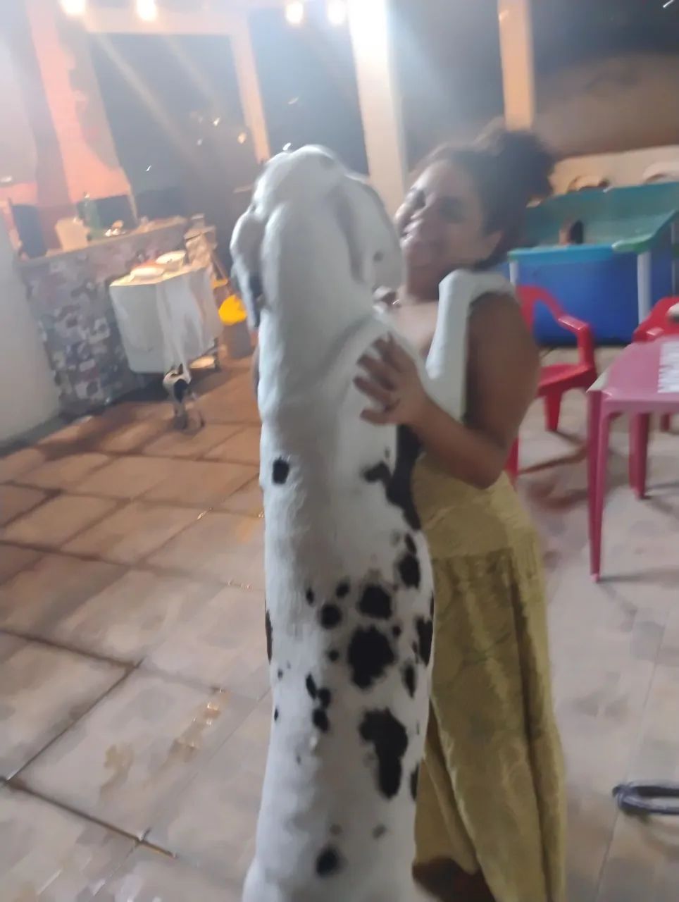 Hospedagem / Pet Sitter / Passeio para Pets (Cachorros/Cães) - Foto 3