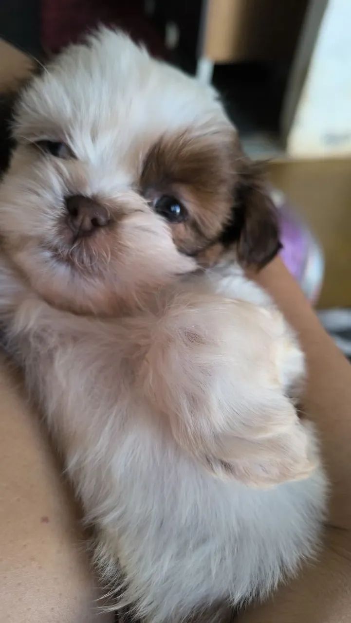 Vende- se filhote de shtzu puro, macho. 