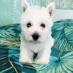West Terrier Filhotes de Confiança