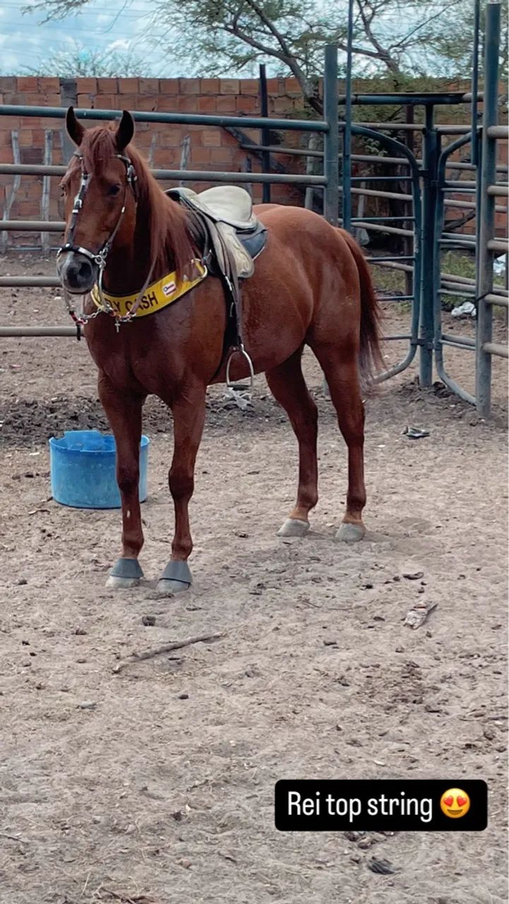 Cavalo de direita quarto de milha vaquejada  - Foto 2