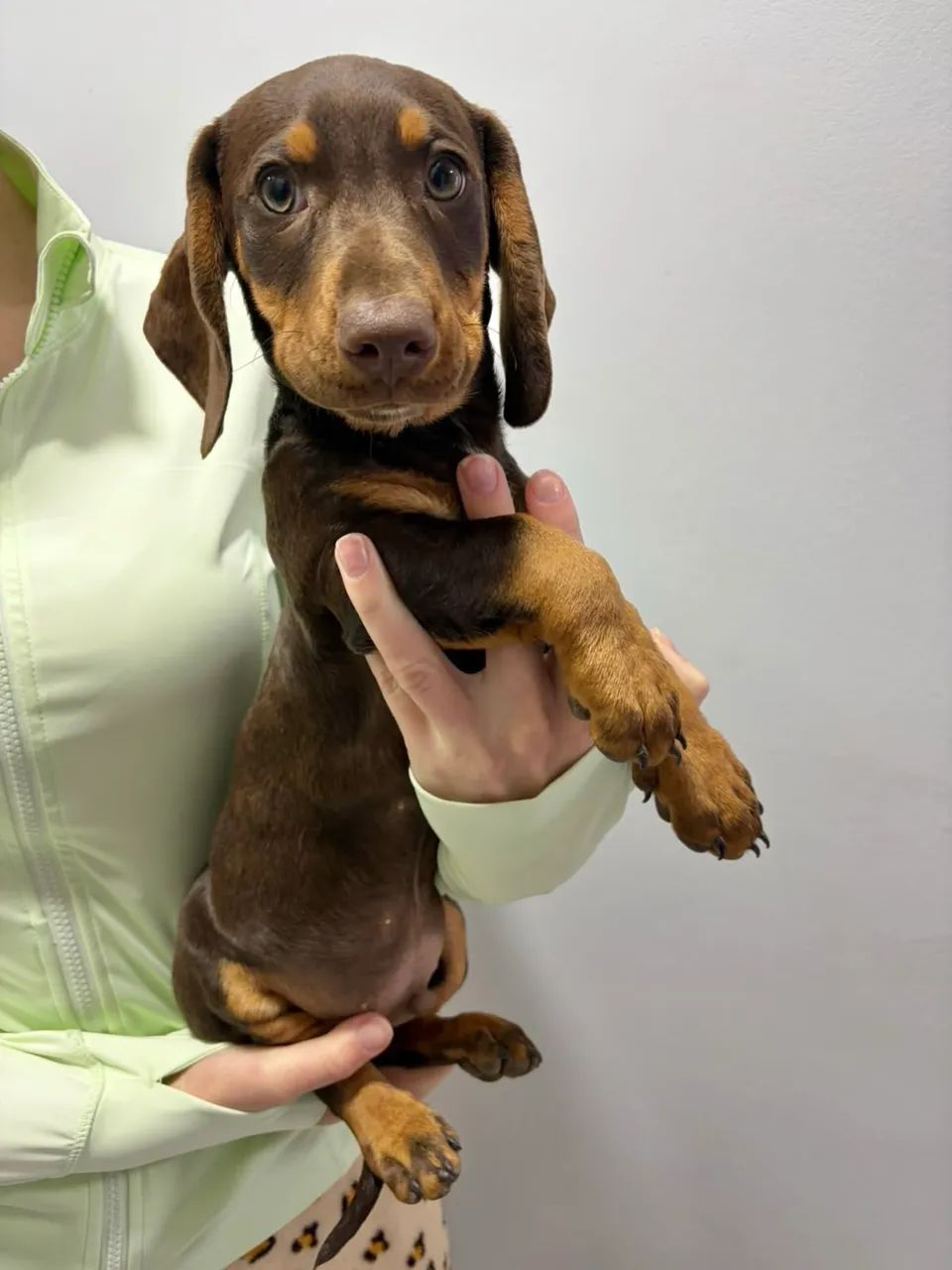 Dashchund chocolate  - Foto 2