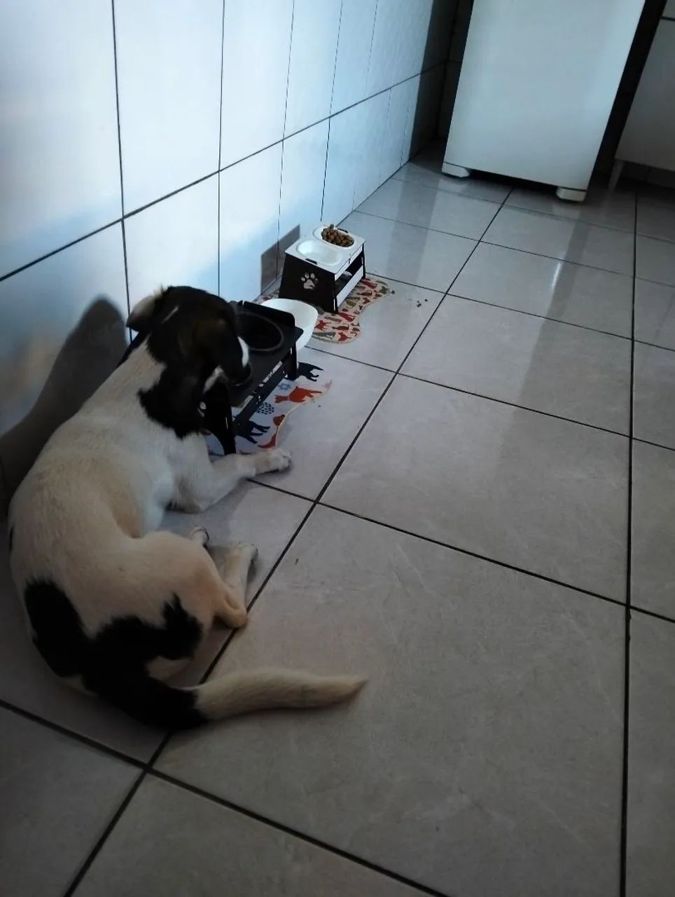 Cachorro para adoção  - Foto 2