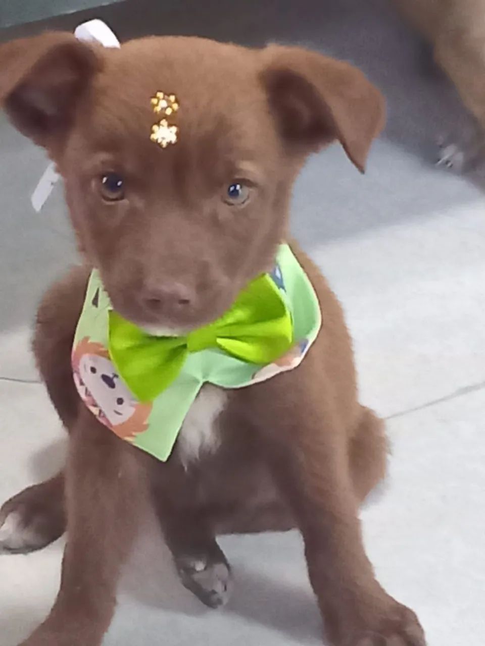 Cachorrinhos para adoção 