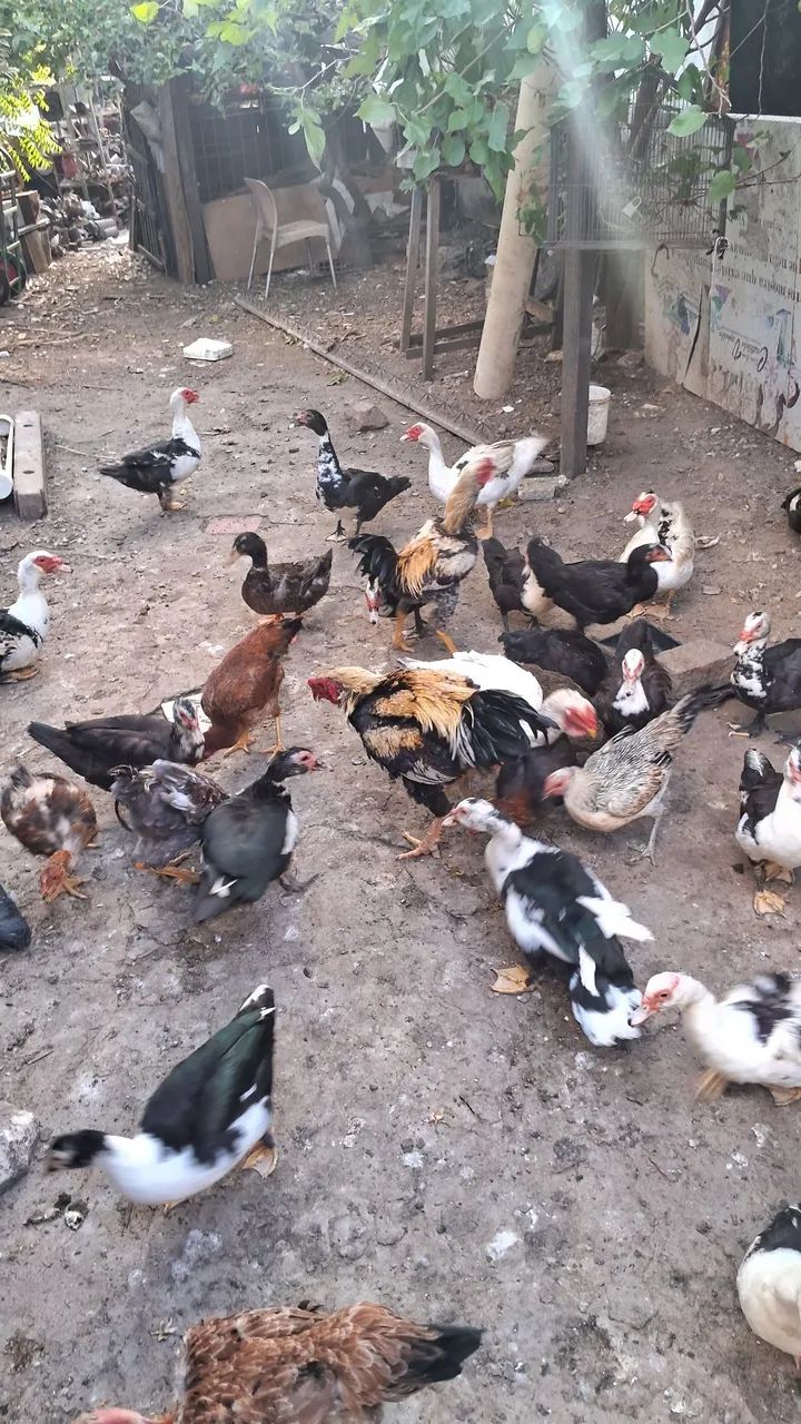 VENDO GALINHAS E PATOS 