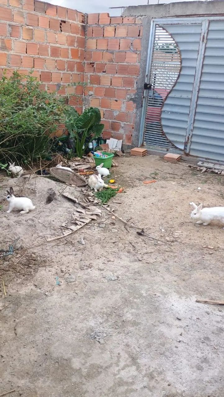Vendo coelho macho fêmea filhote médio  - Foto 3