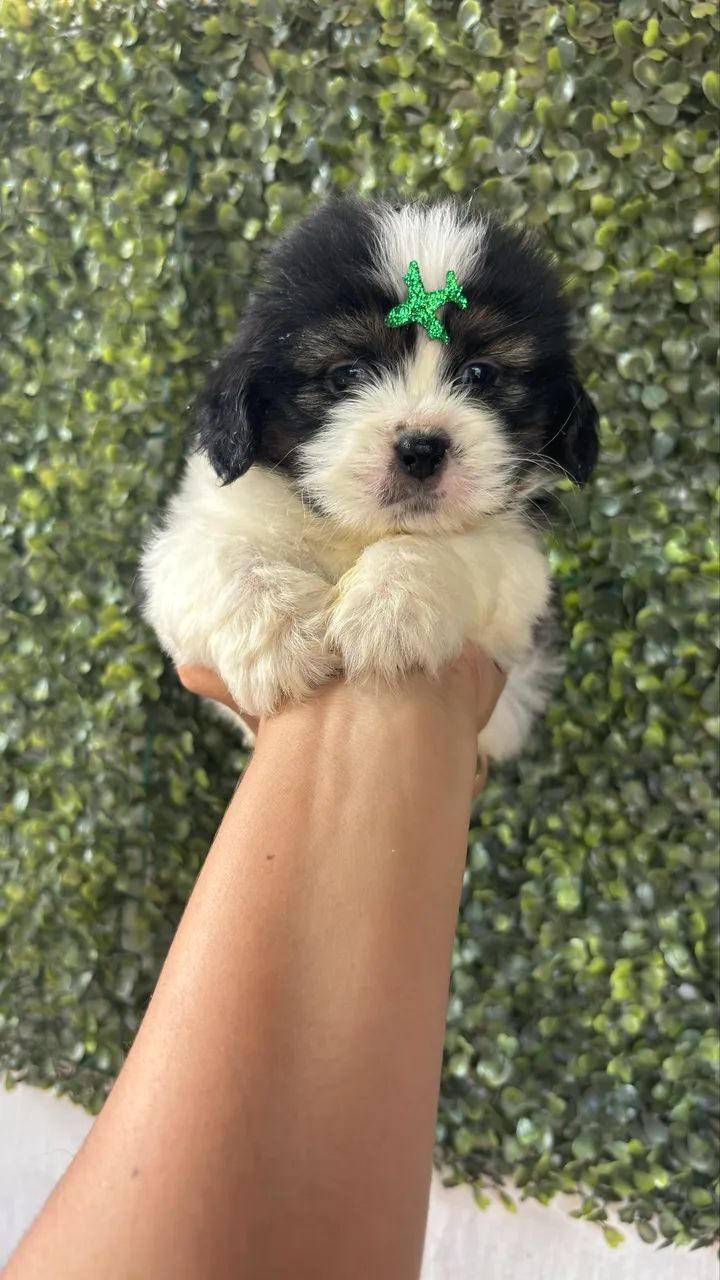 Shihtzu macho e fêmea  - Foto 5