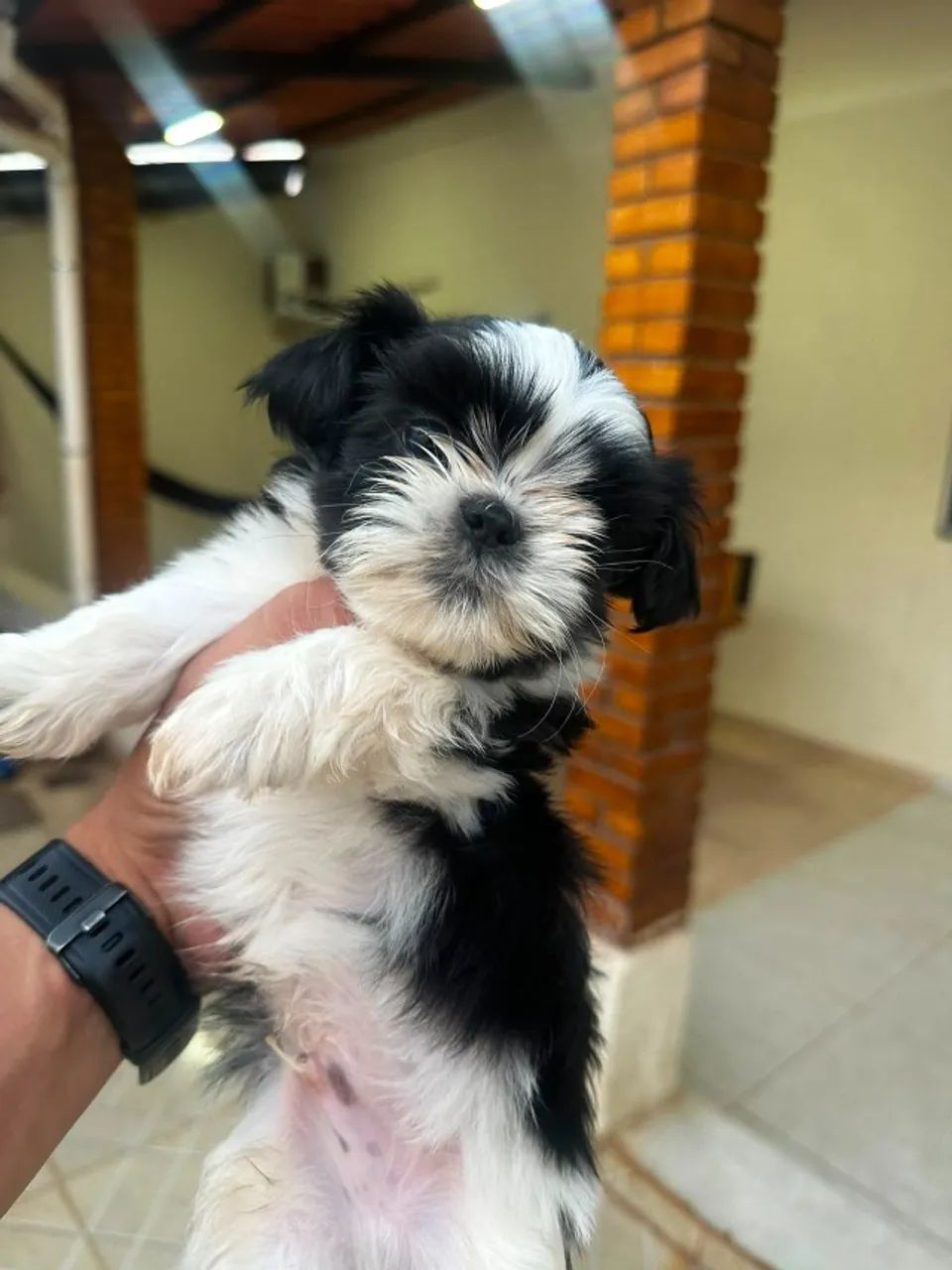 Shih Tzu - Foto 3