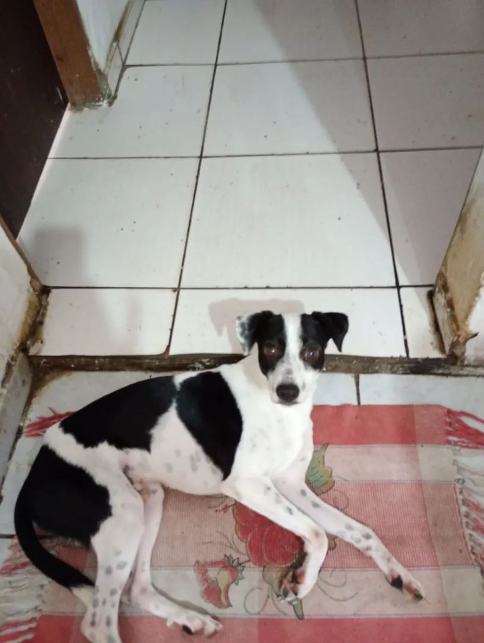 Doação  - Foto 2
