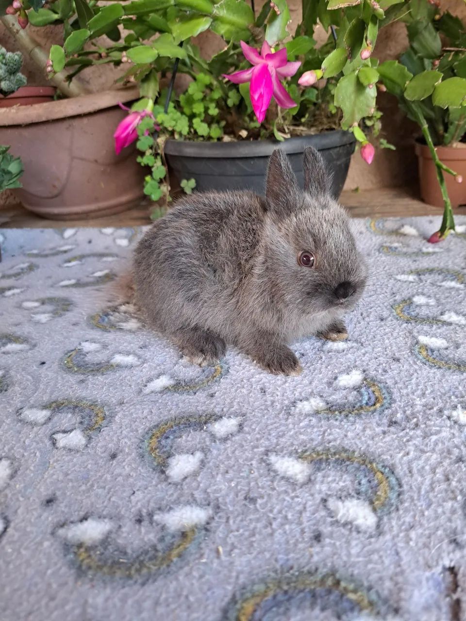 Mini coelhos disponíveis valor promocional  - Foto 3