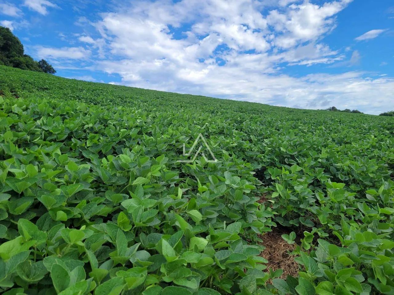 AREA SÃO BRAZ - Foto 4