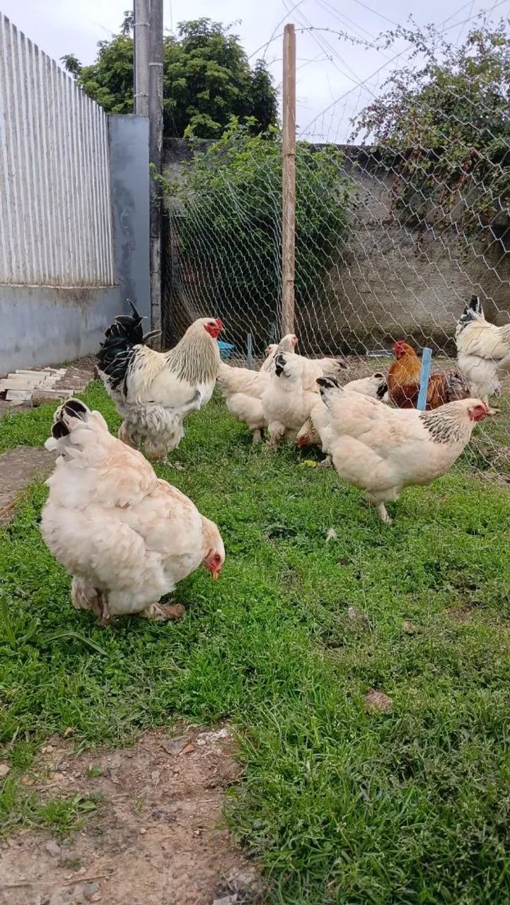 Galos Brahma Light e ovos  - Foto 5
