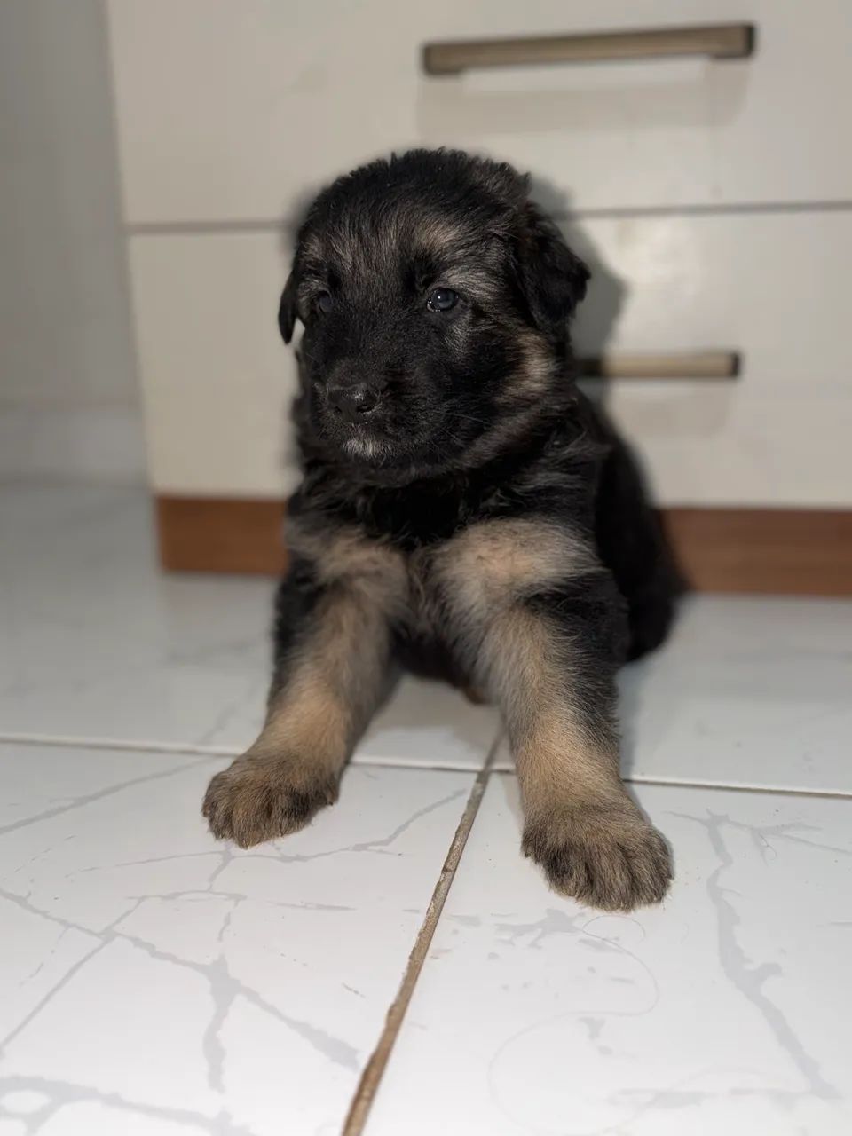 Cachorro  - Foto 4