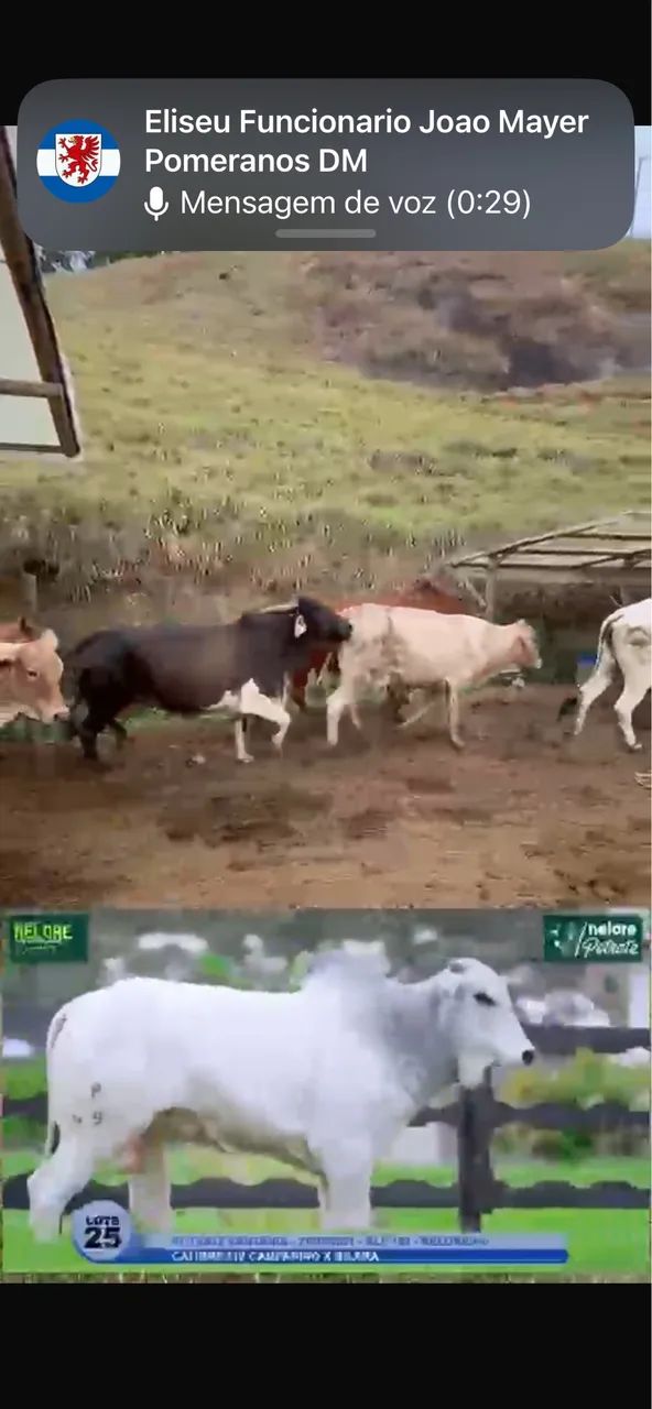 Vacas paridas com bezerros  - Foto 2