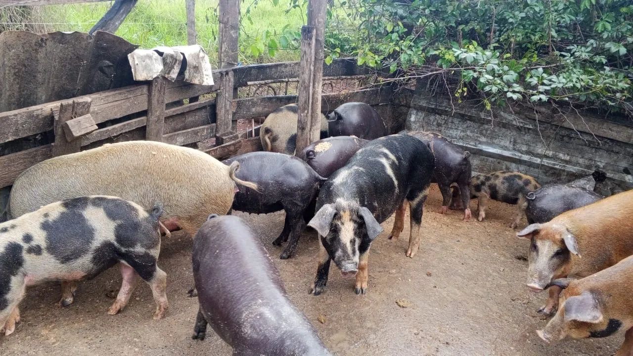 Vende se leitões  - Foto 2