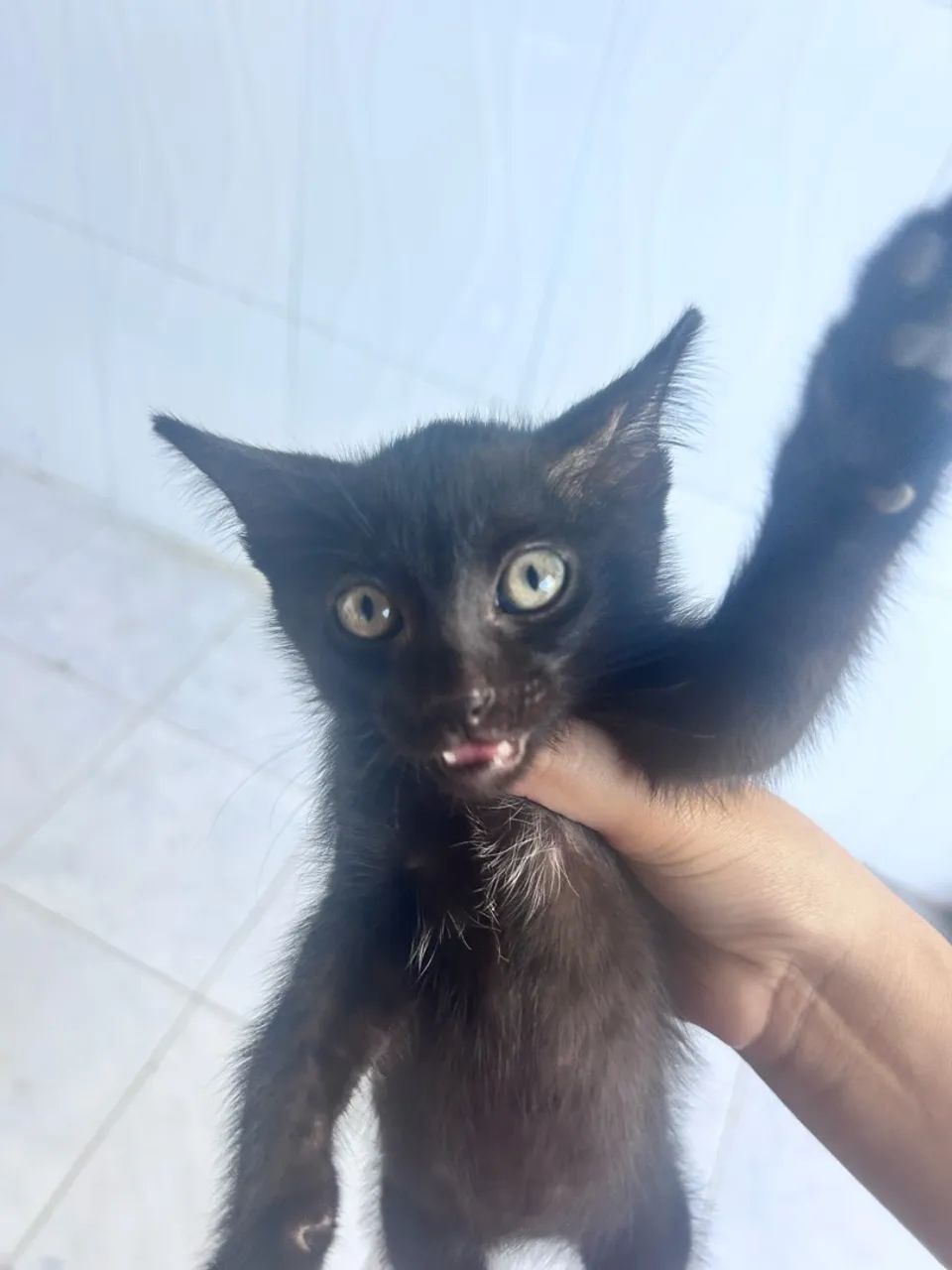 Doa-se Gatos - Foto 5