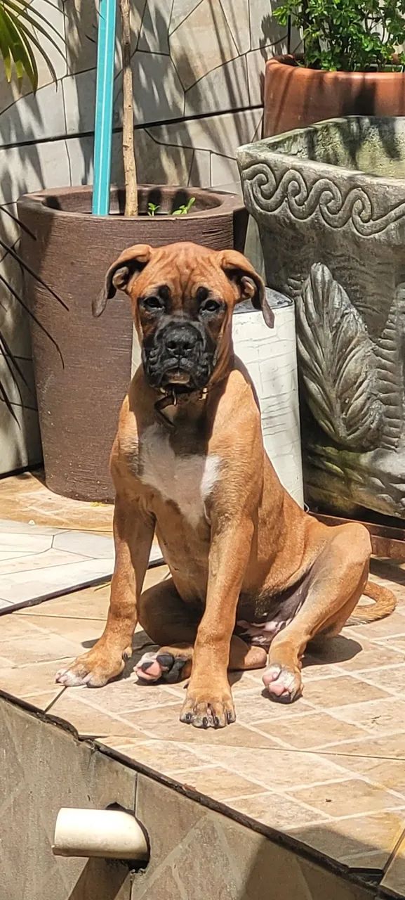 Filhotes Boxer