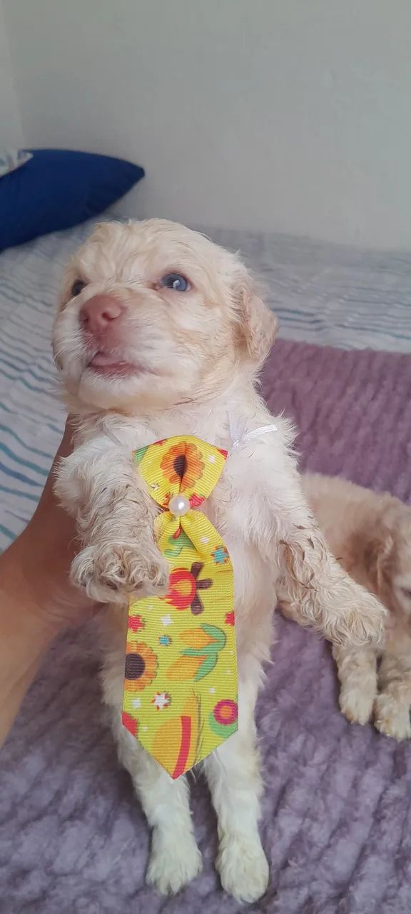 Vendo Poodle  - Foto 2