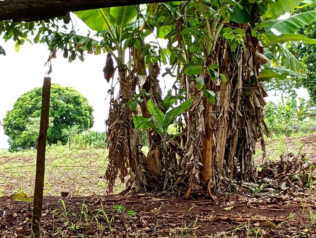 Foto - Guarulhos - Jardim Castanha