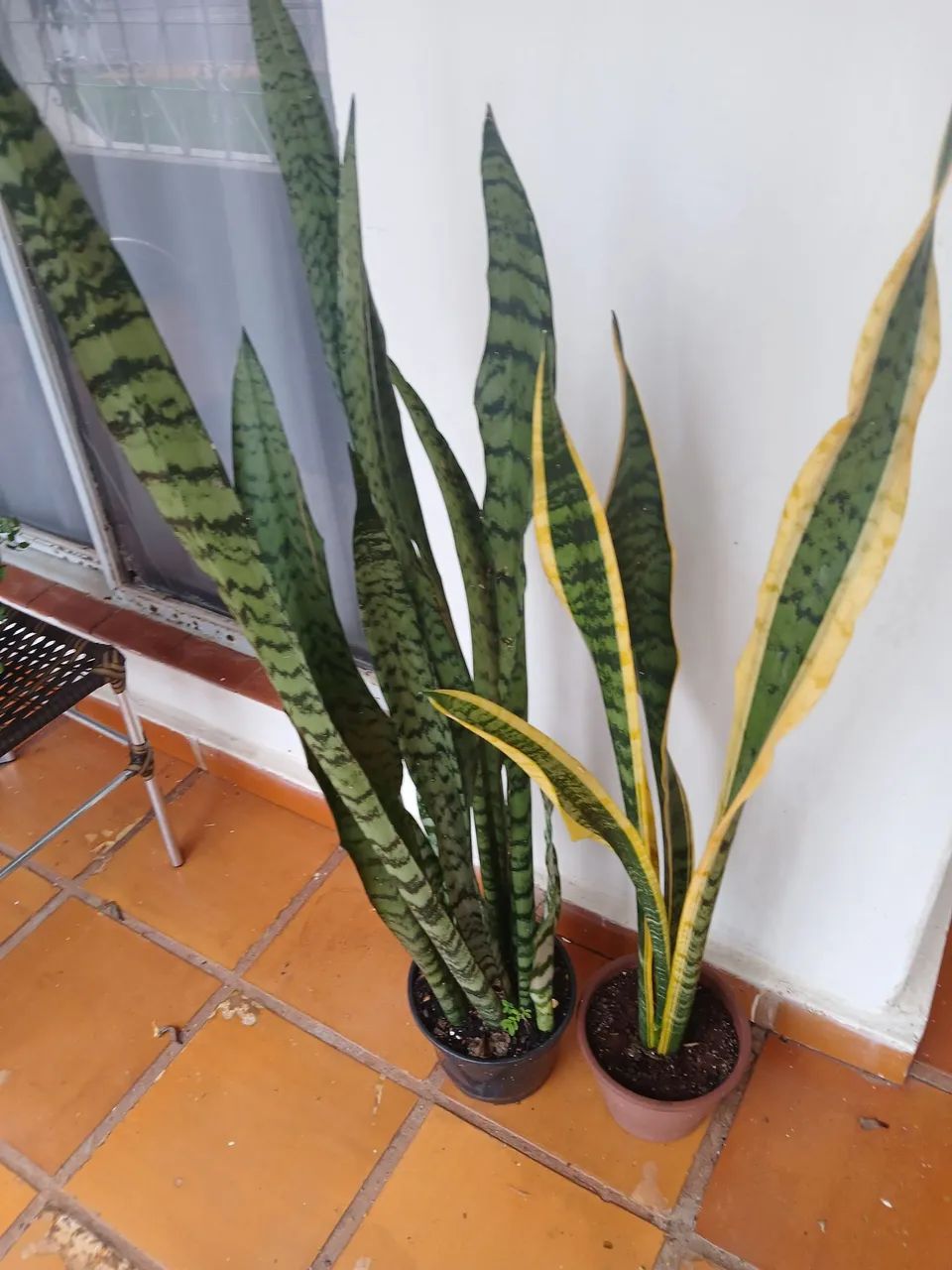 VASOS DE PLANTAS