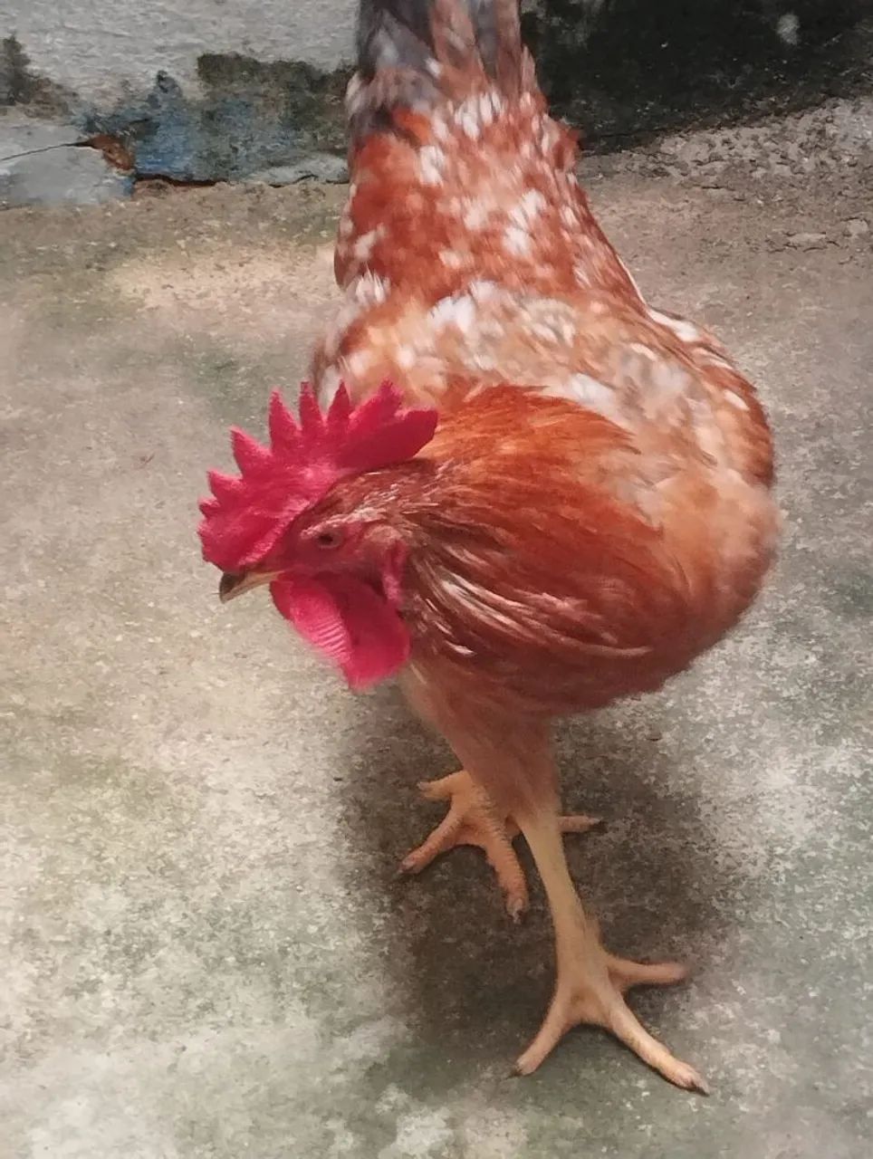 Galo caipira  - Foto 2