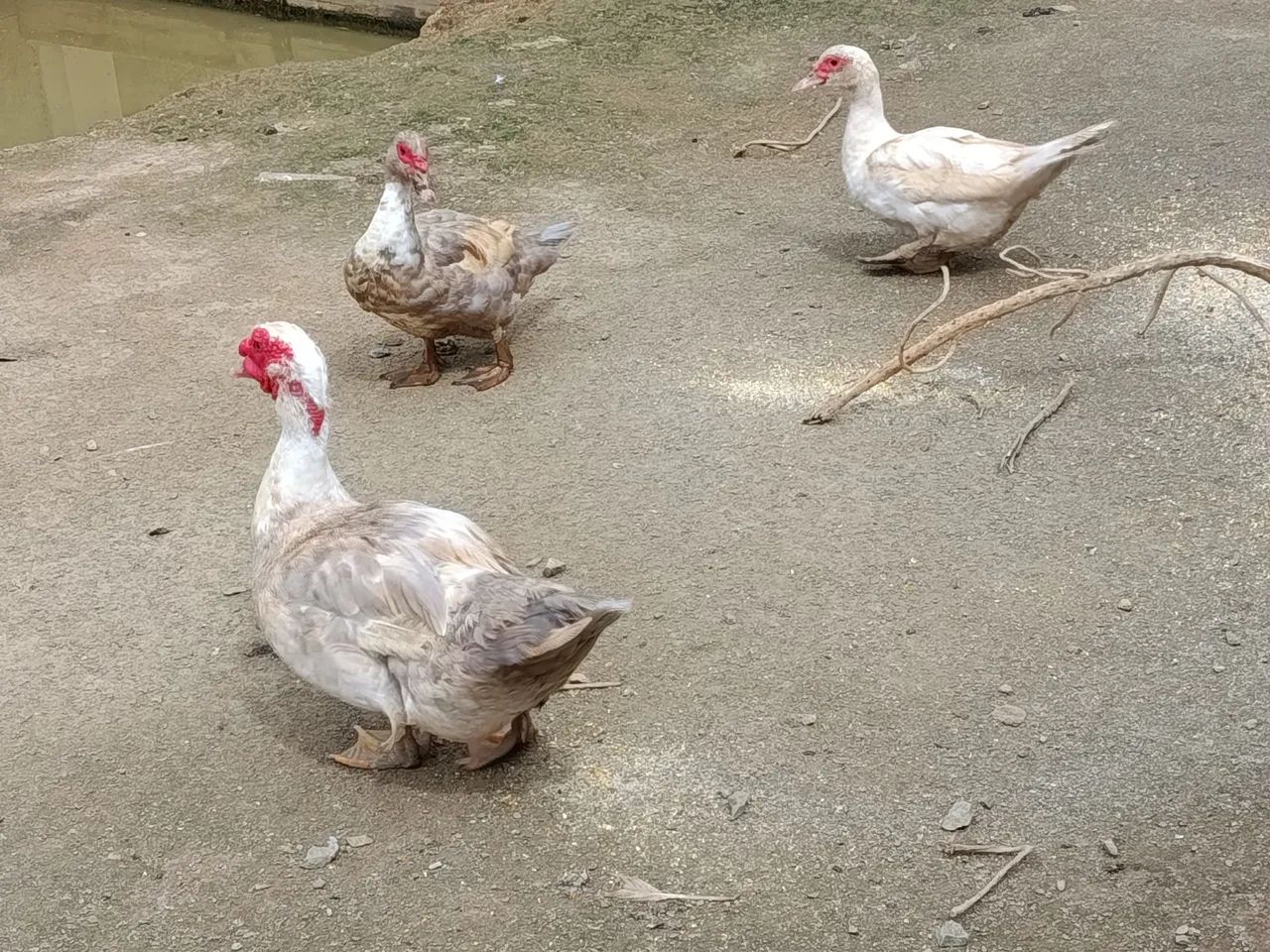 Patos - Foto 2