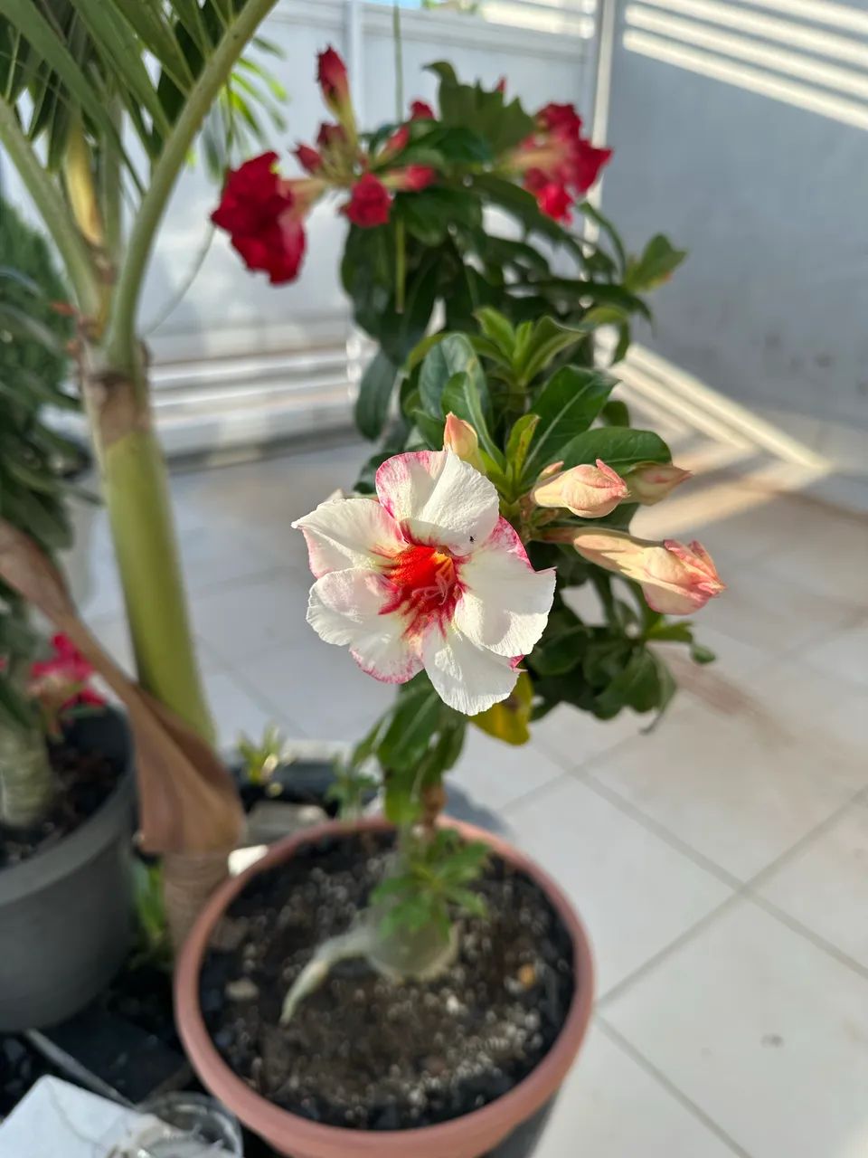Venda Rosa do Deserto   - Foto 2