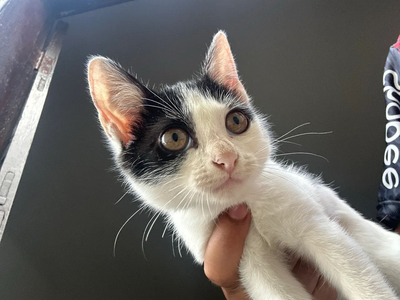 gatinha filhote - Foto 4