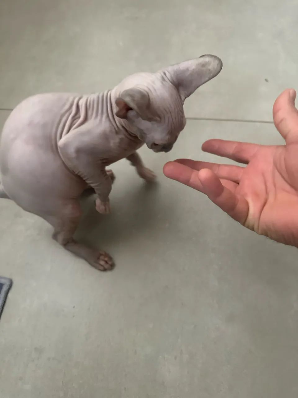 Gato Sphynx - Foto 3
