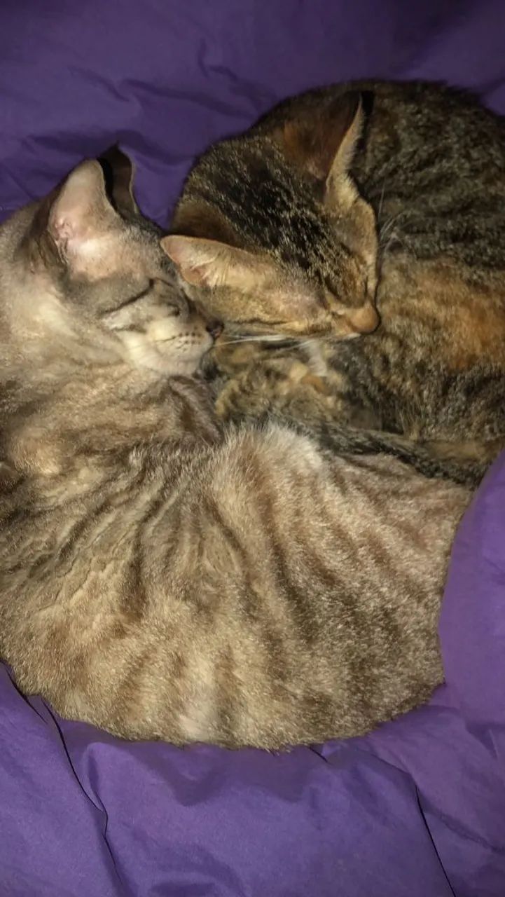 Gatos para adoção responsável  - Foto 4