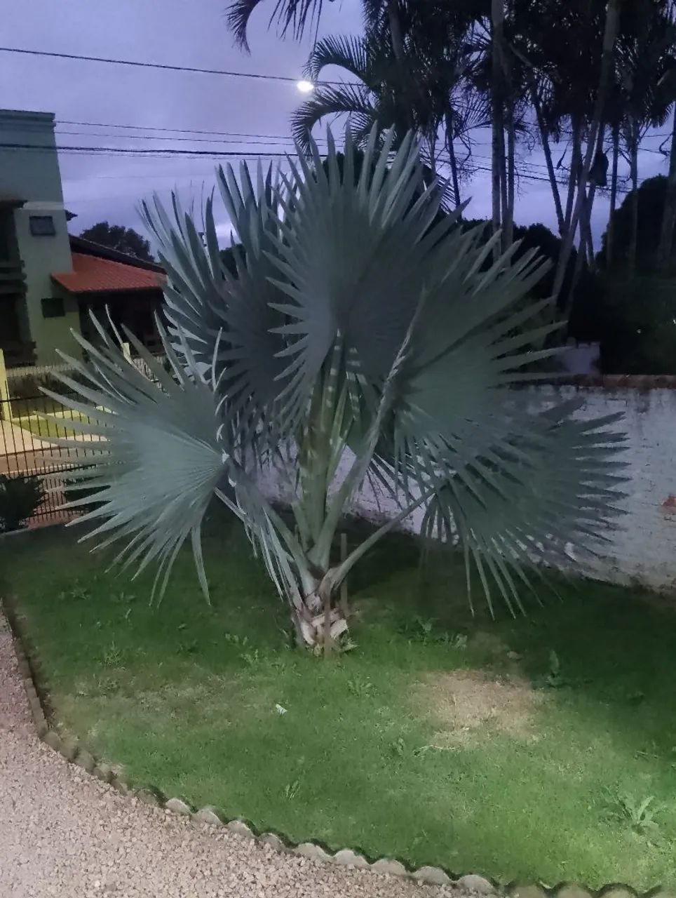 Palmeira azul