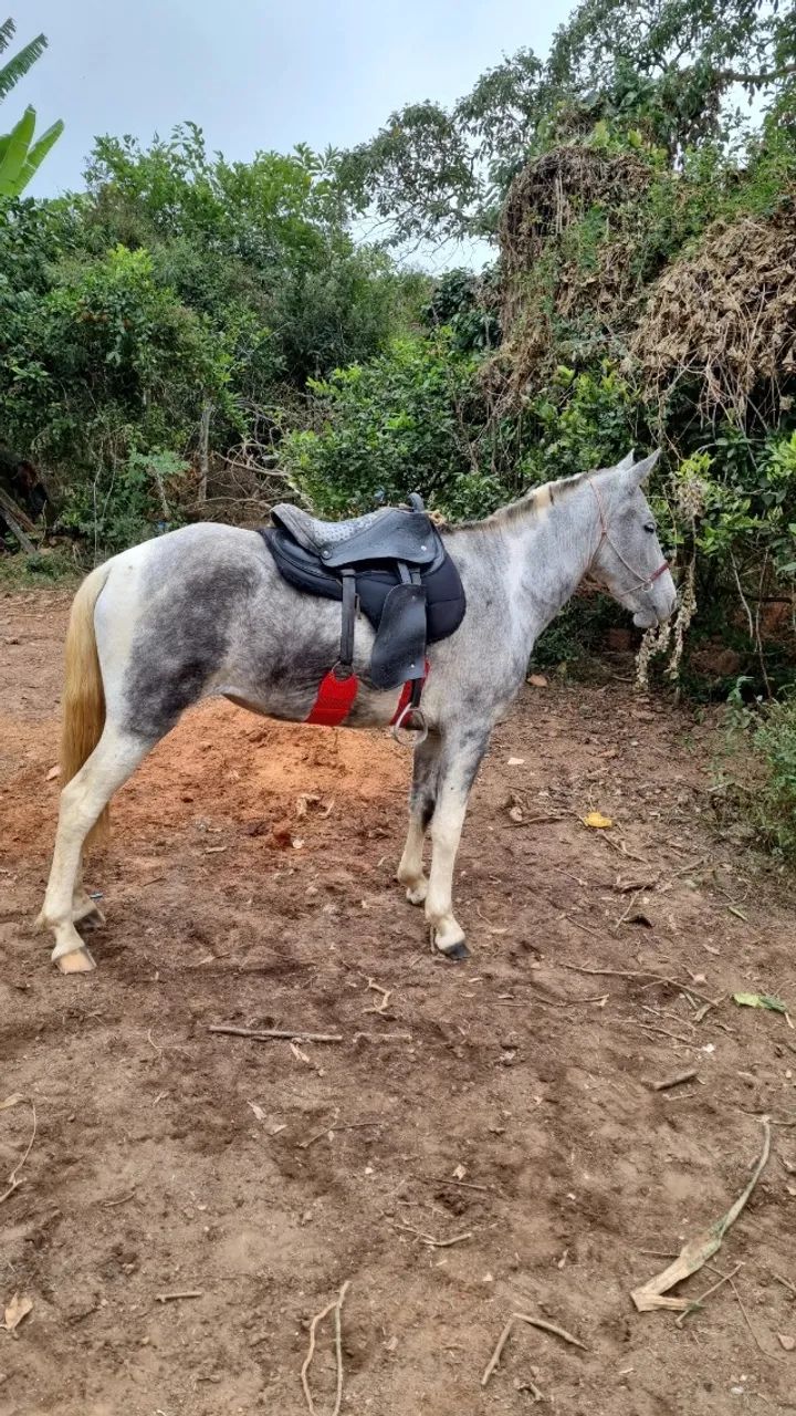 Vende-se égua  - Foto 3