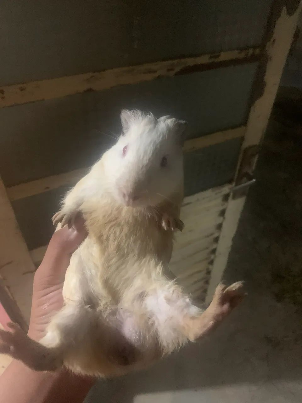 Vende-se porquinho da índia inglês Albino 