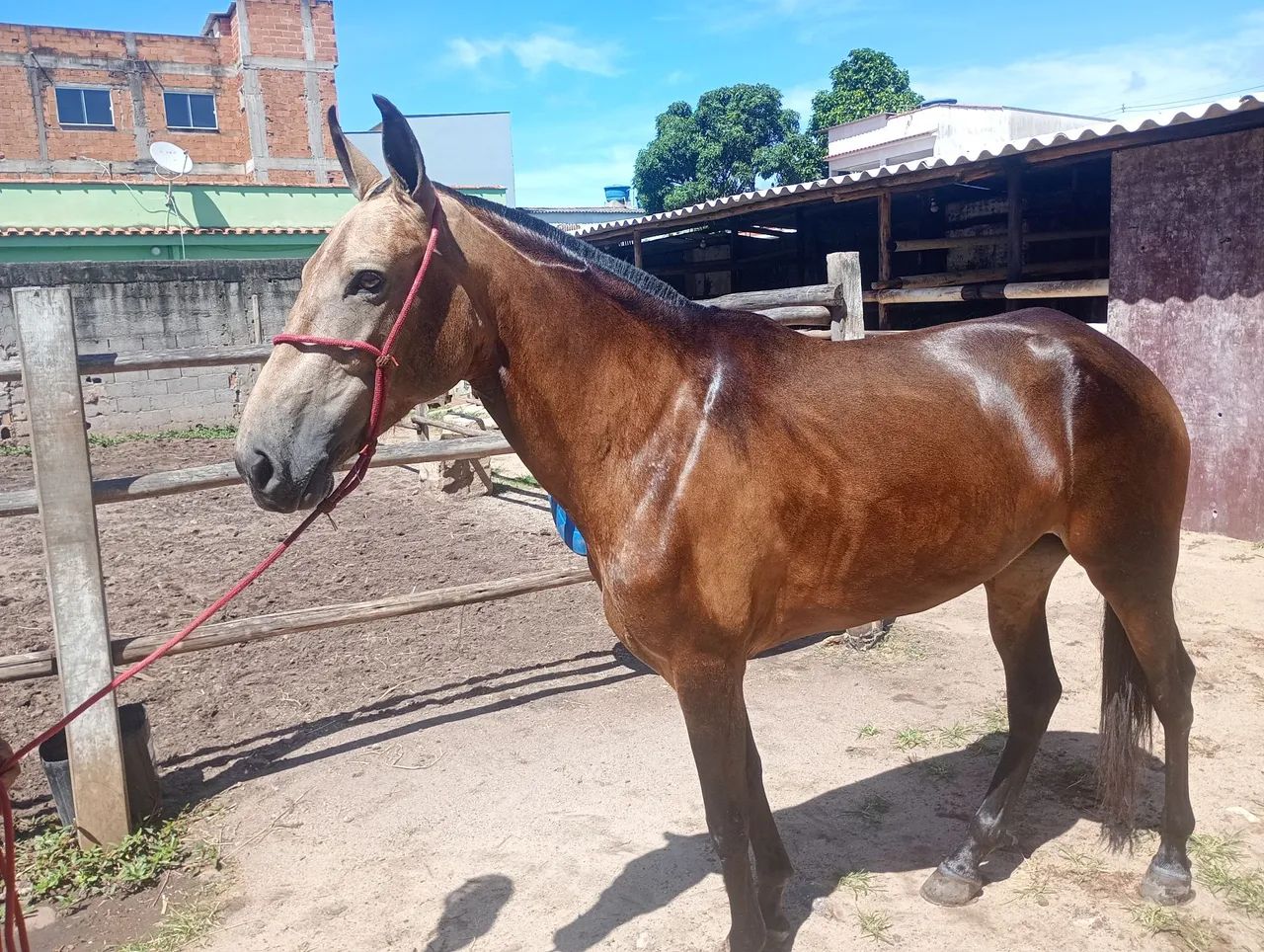 Égua boa de sela marcha picada serve pra qualquer um montar  - Foto 3