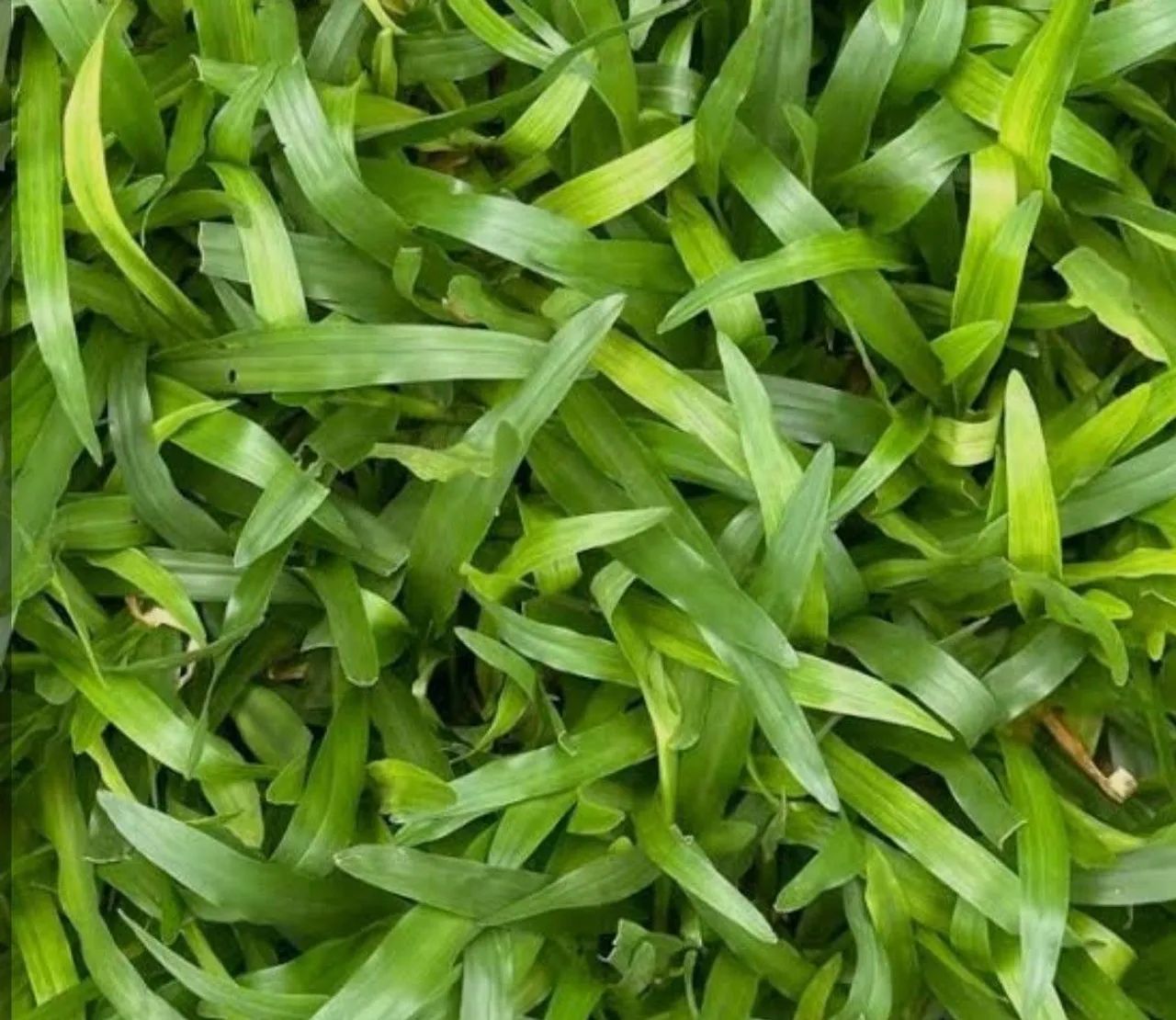 VENDA DE GRAMA  - Foto 4