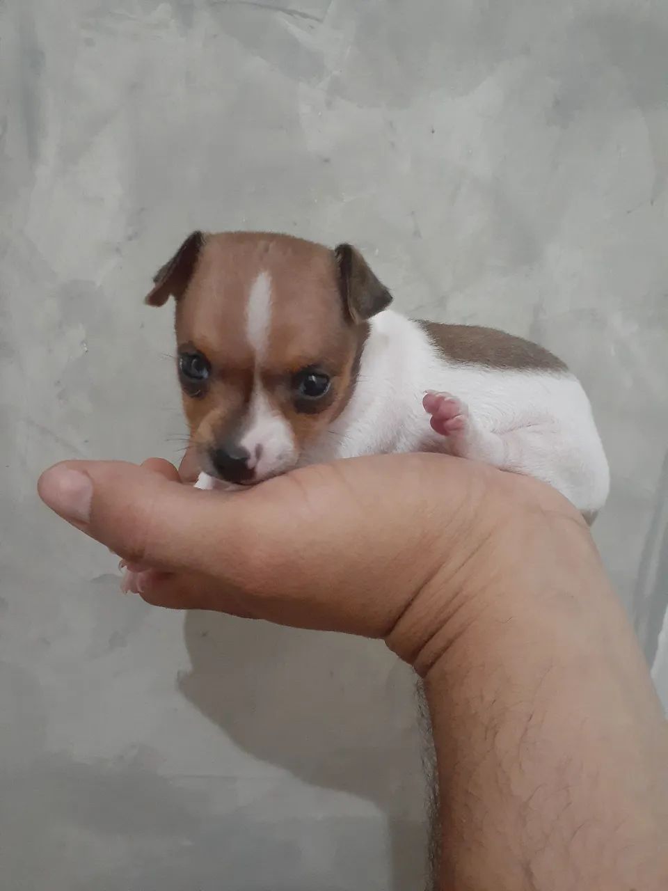 Pinscer 0