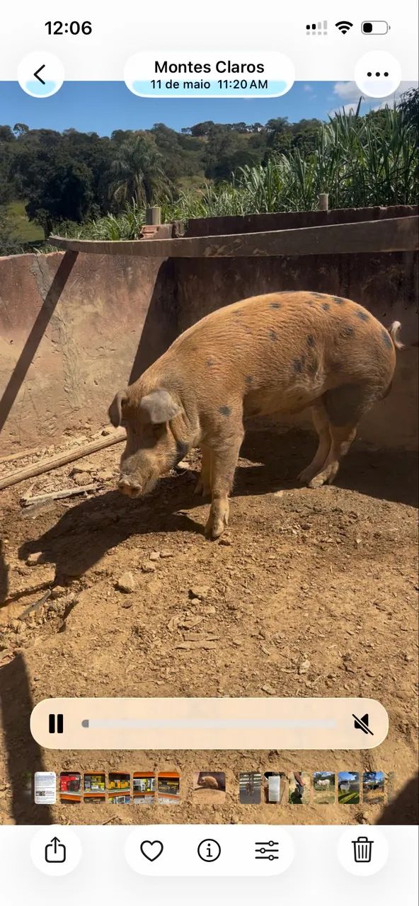 Porcos Duroc 