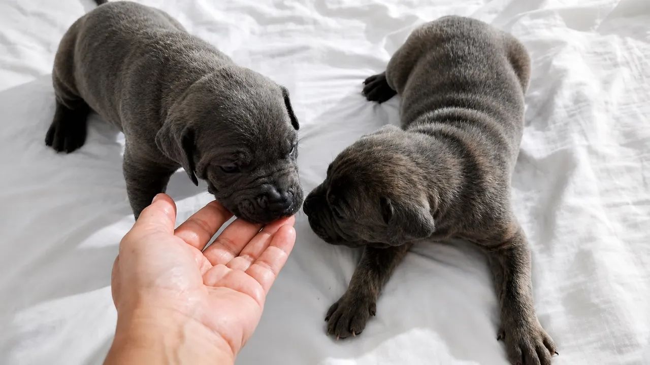 Cane Corso - Foto 2