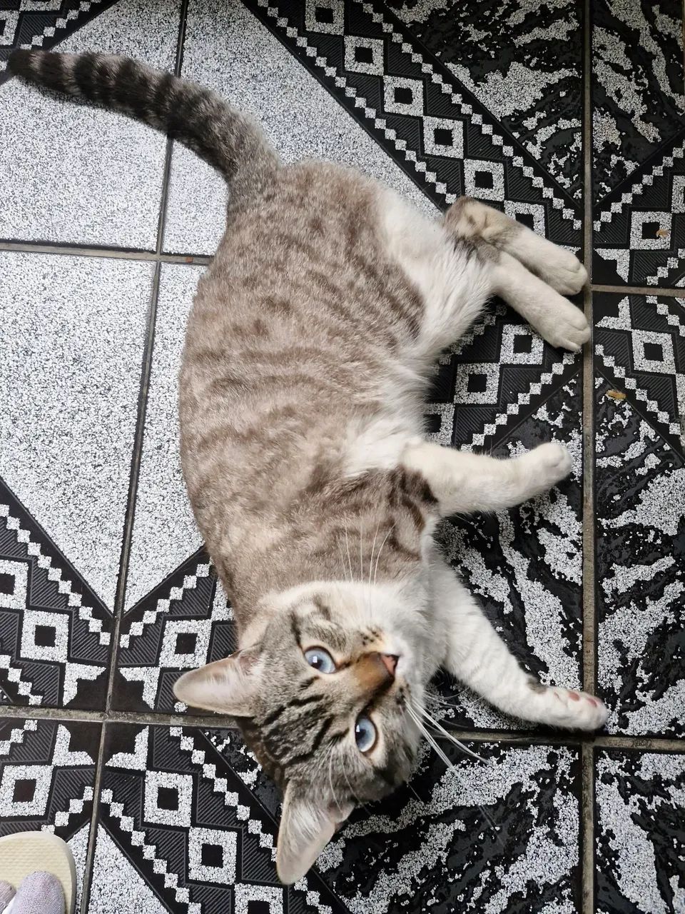 Doa se gato macho - Foto 2
