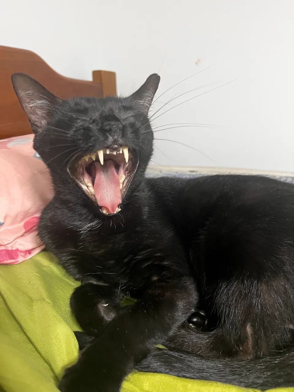 Doa-se gata castrada 