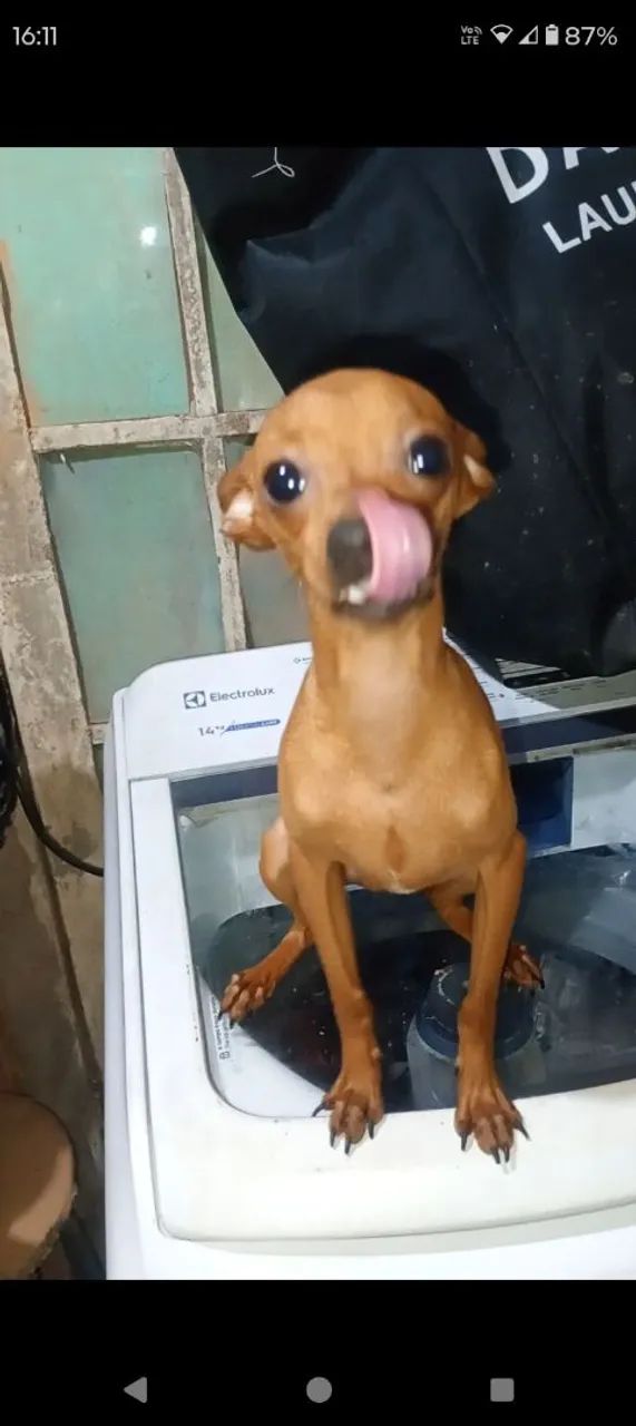 Pinscher macho 6 meses - Foto 2