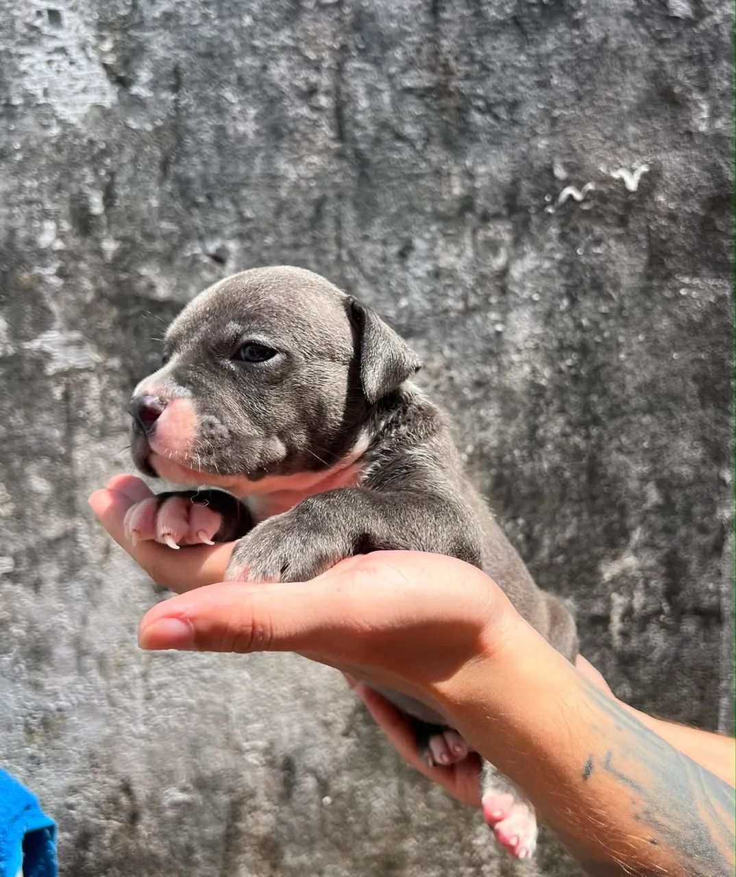 Filhotes de American bully - Foto 3