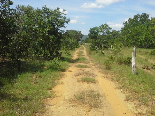 Excelente Área de 51 mil m² C/ 70 metros Beira Lago Km 29 Estrada Lajeado - Foto 9