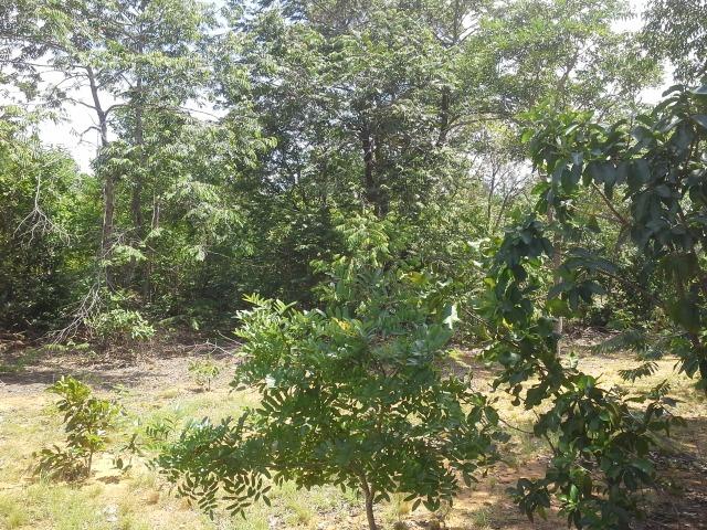Excelente Área de 51 mil m² C/ 70 metros Beira Lago Km 29 Estrada Lajeado - Foto 11