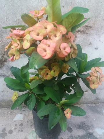 Planta Coroa de Cristo - Foto 4